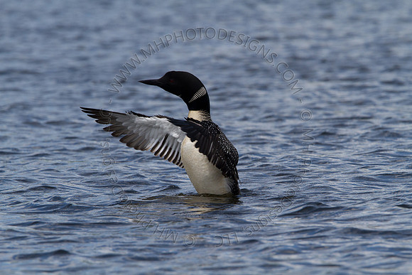 Hayward Wildlife 2010-121