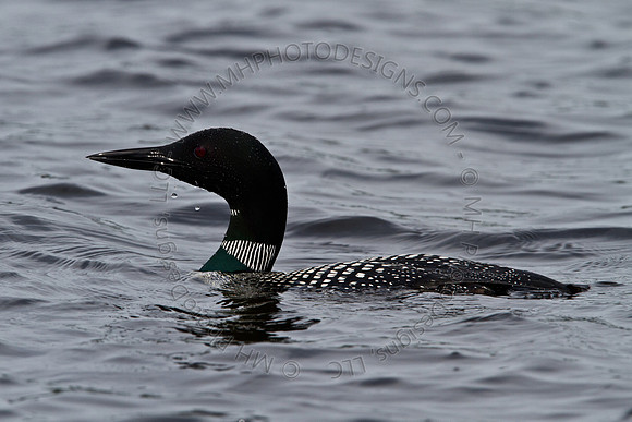 Hayward Wildlife 2010-061