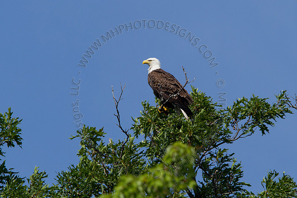Hayward Wildlife 2010-030