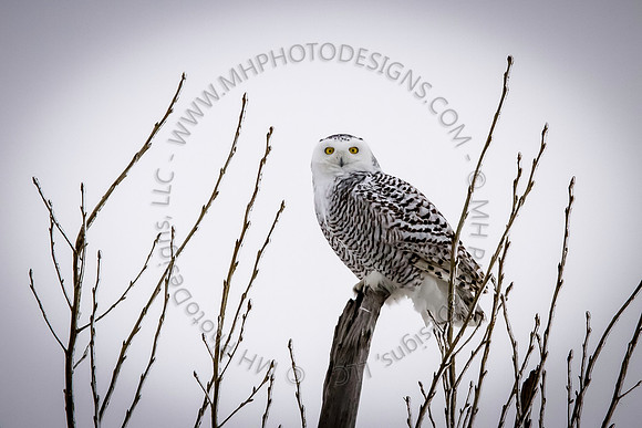 January Projects 2014-001