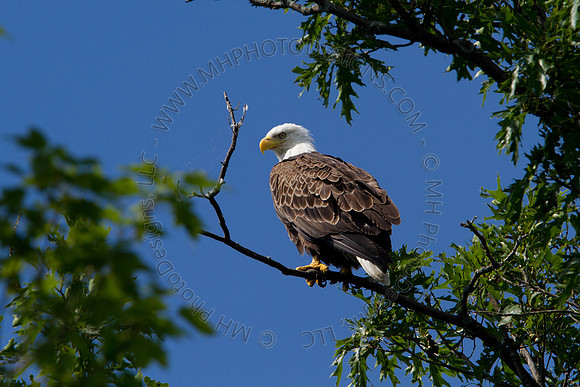 Hayward Wildlife 2010-039