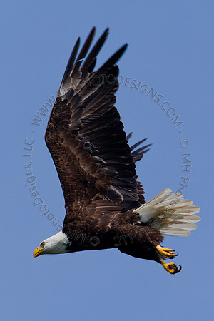 Hayward Wildlife 2010-043