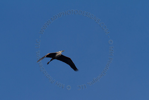 Hayward Wildlife 2010-036