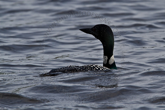 Hayward Wildlife 2010-052