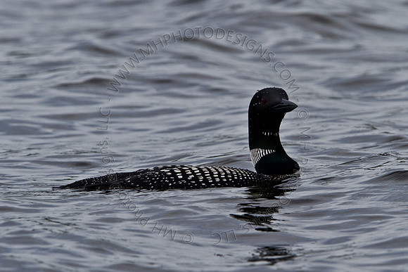Hayward Wildlife 2010-063