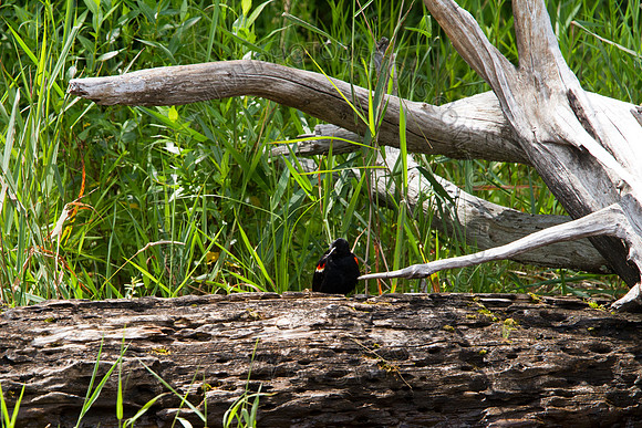 Hayward Wildlife 2010-129