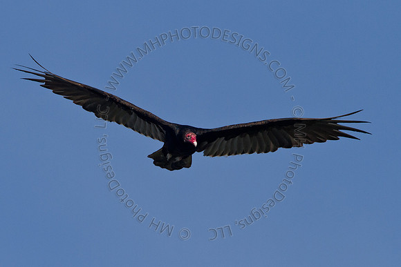 Hayward Wildlife 2010-018