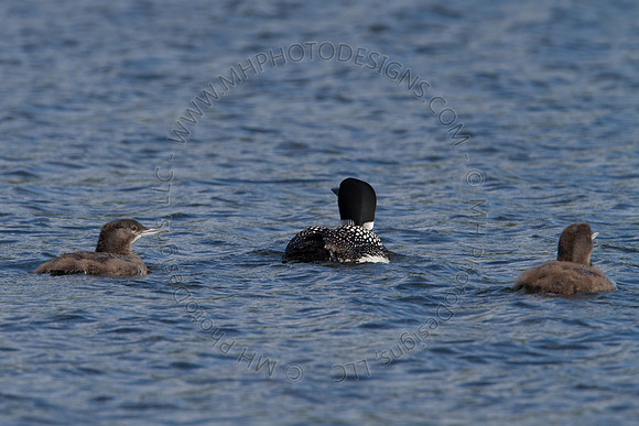 Hayward Wildlife 2010-152