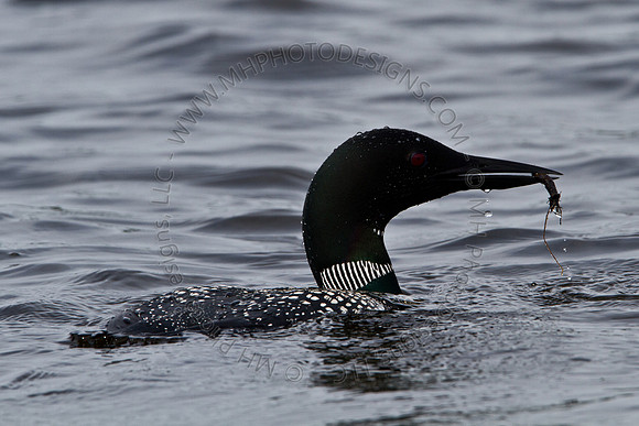 Hayward Wildlife 2010-057
